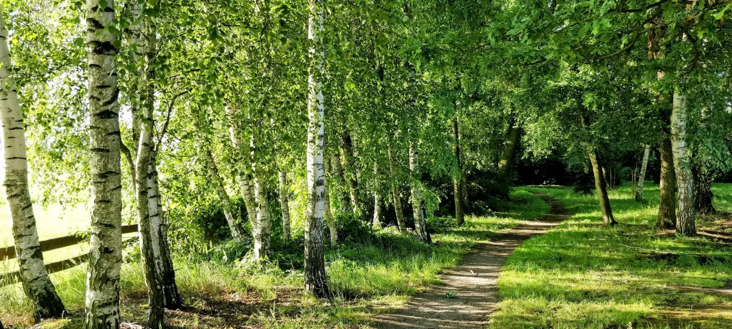 Natuur - Bos - Natuurherstel