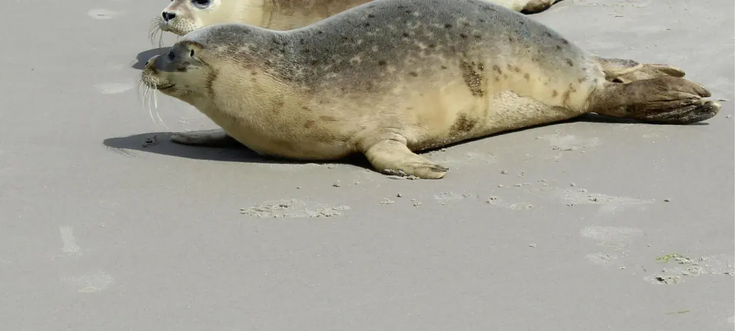 Natuur - Zeehonden - Waddenzee