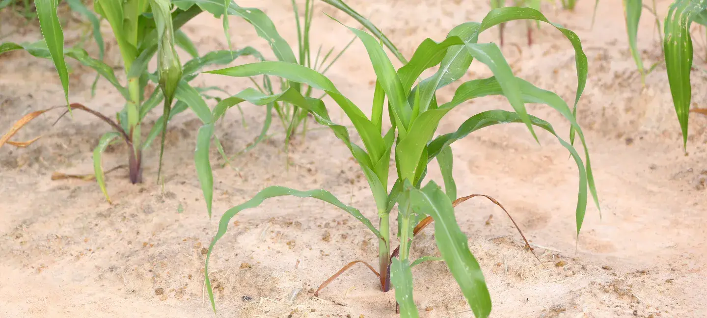 Planten - Natuur - Stikstof