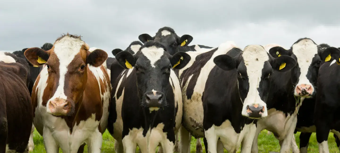 Veehouderij - Koeien