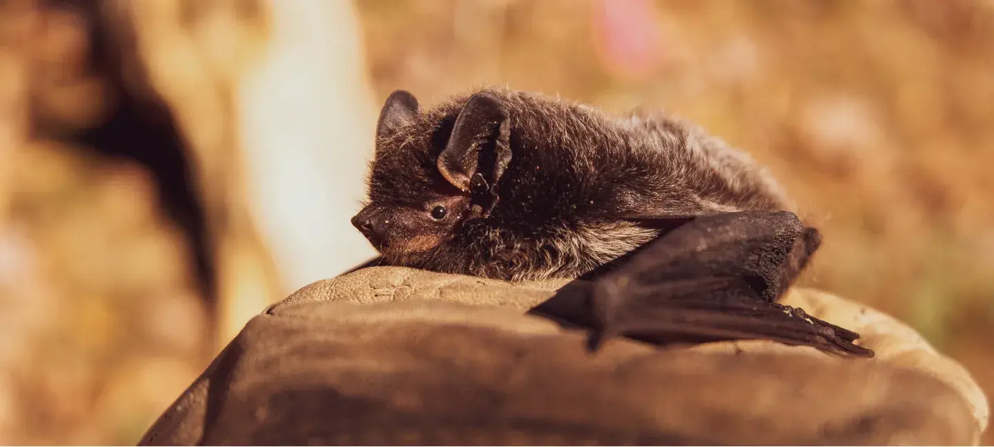 Vleermuizen