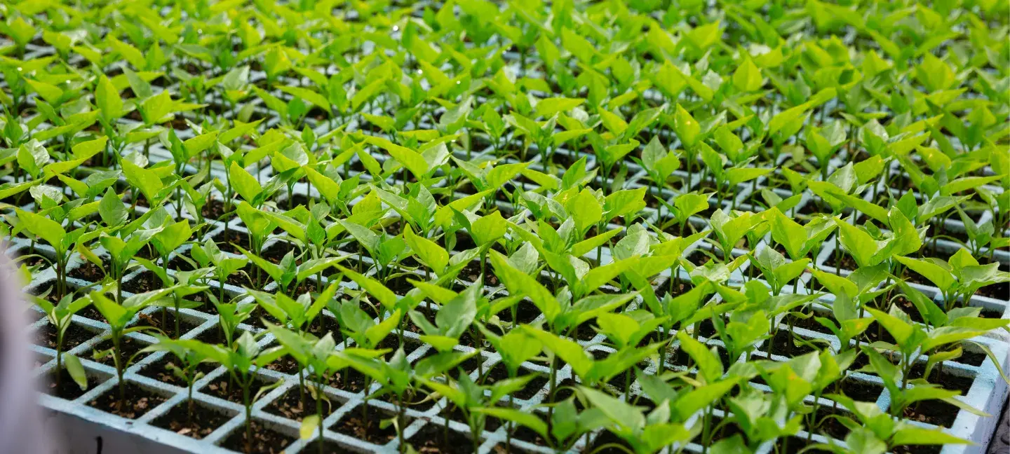 Voedselinnovatie 0 Kweek - Zaden - Groen - Planten