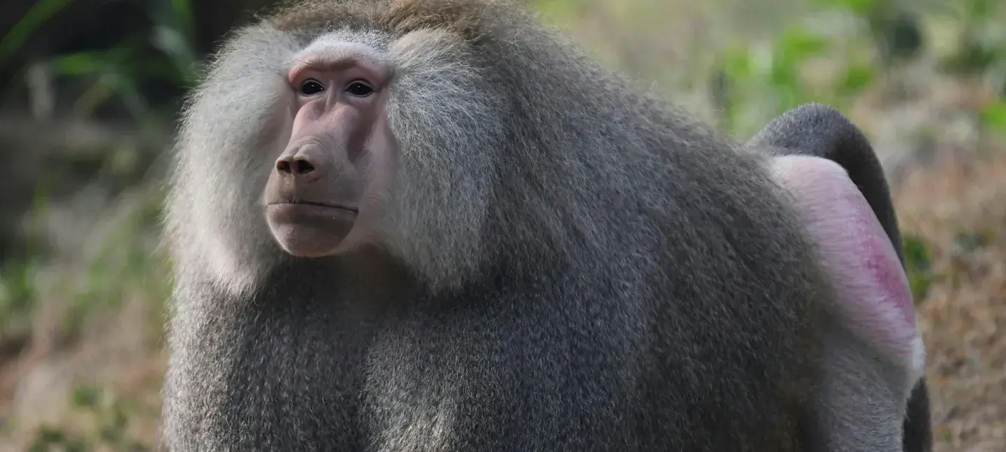 Baviaan - Wildlife - Dieren - Apen