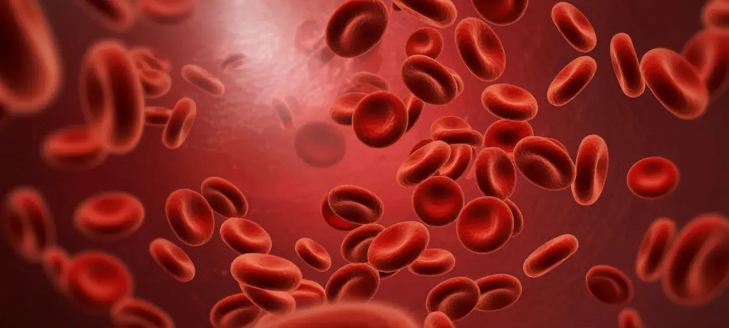 Cardiovasculair onderzoek - Hart