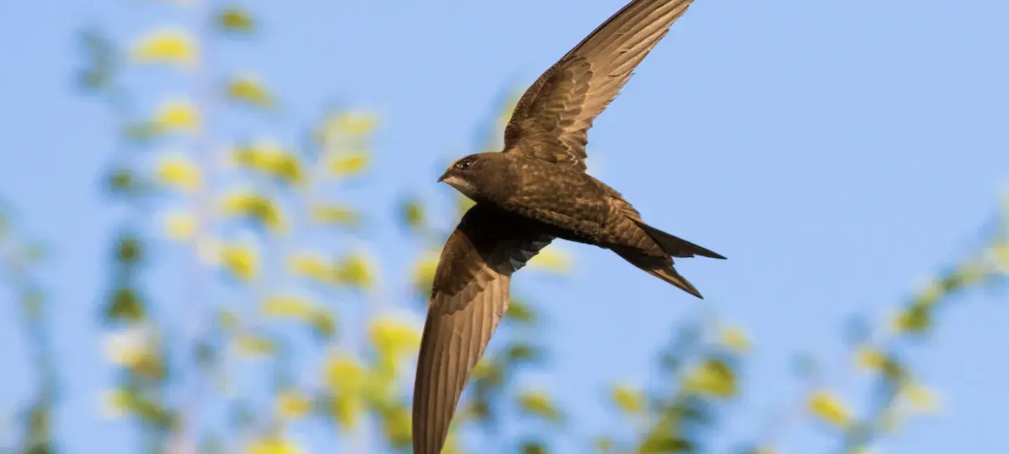 Gierzwaluw - Soortenplan - Vogels - Zwaluw