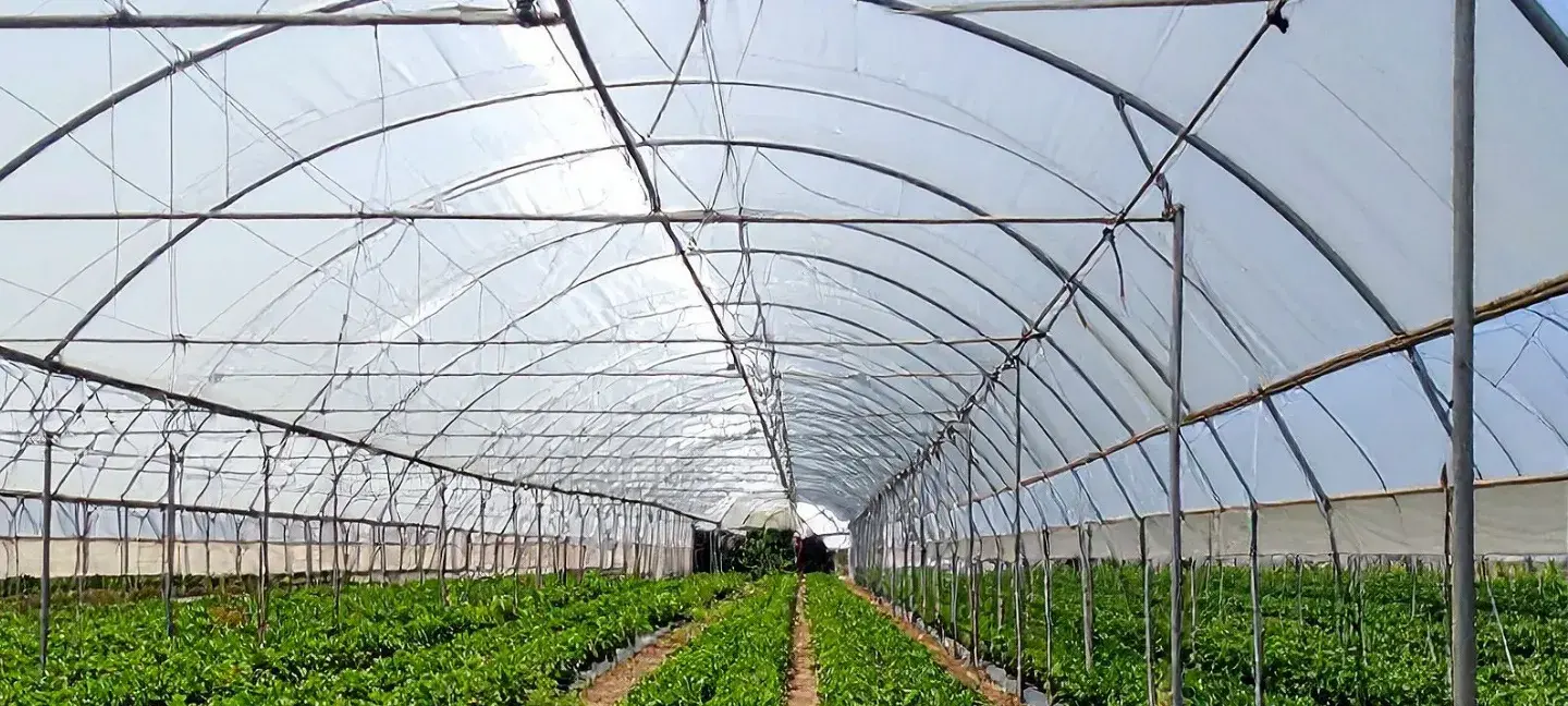 Horticultuur - Kassen