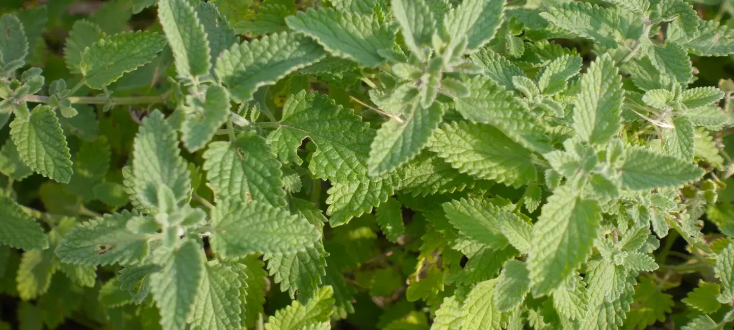 Stikstof - Natuur - Natura 2000