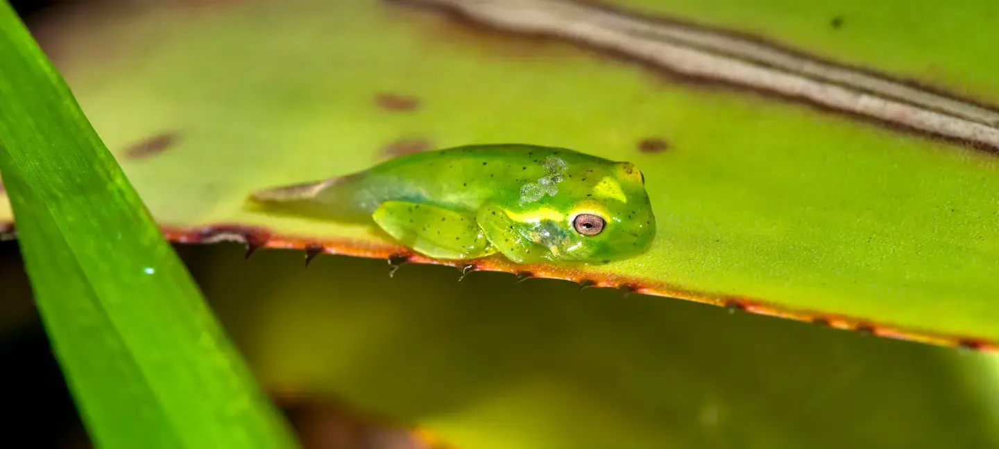 Biodiversiteit - Natuur - Milieu