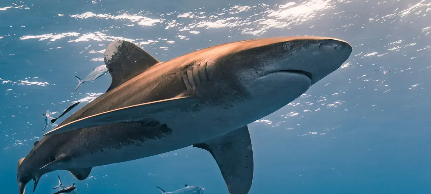 Haaien - Oceaan - Zee