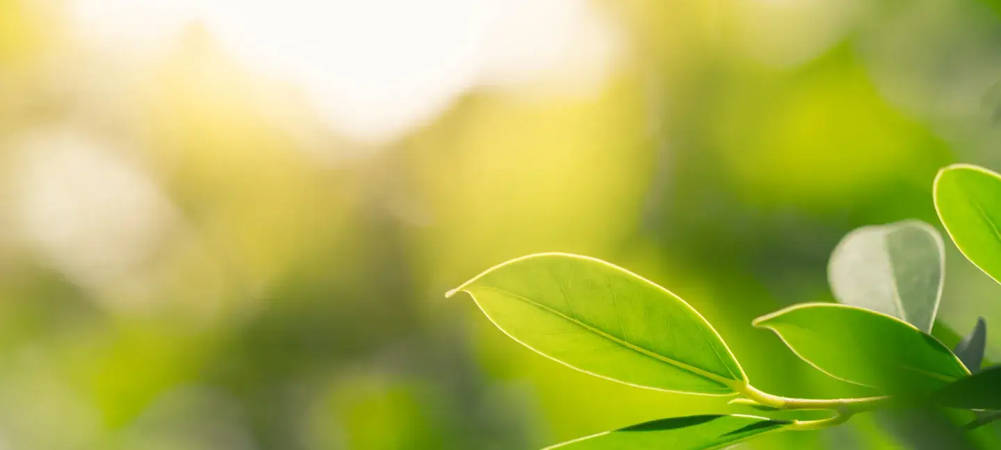 Natuur - Groen - Milieu - Ochtendzon