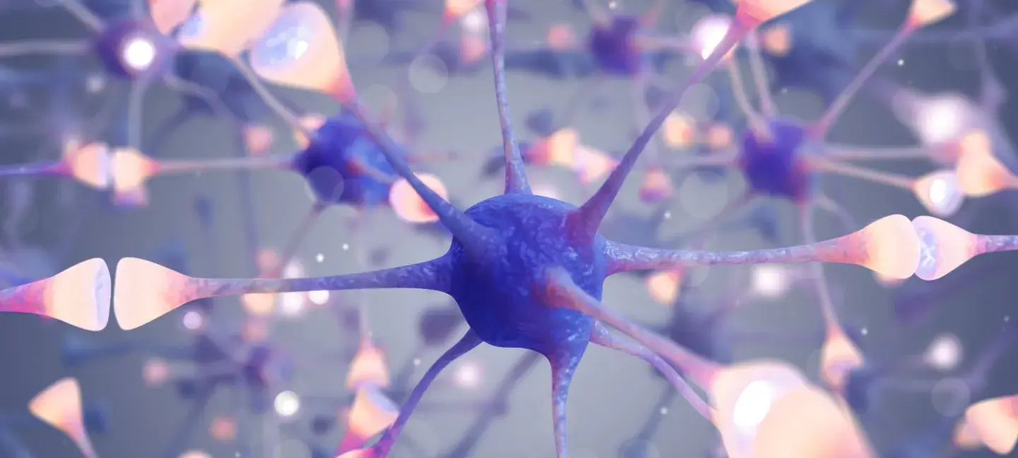 Neurologie - Hersenen