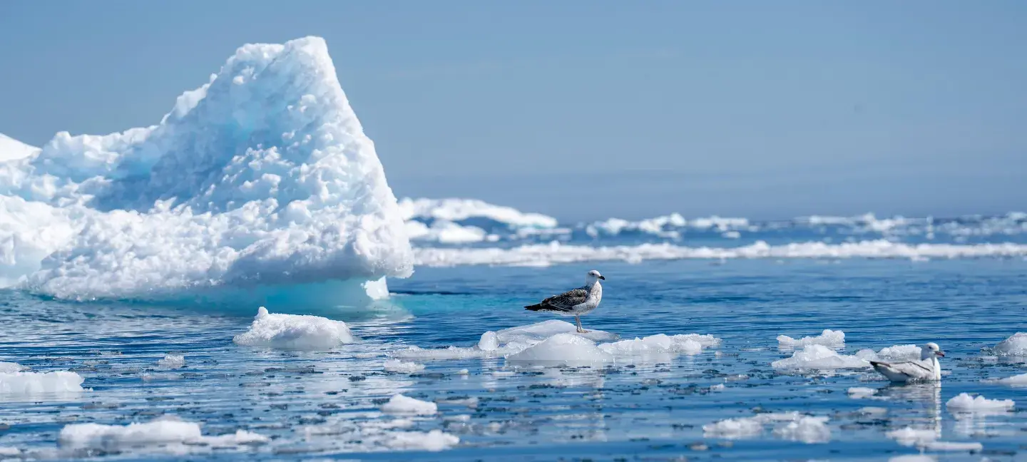 Noordpool - IJs - Poolgebied