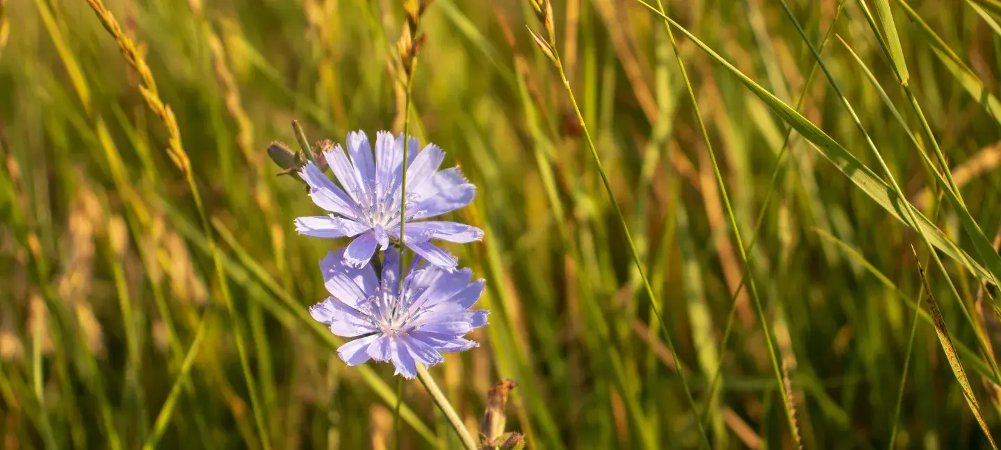 Natuur - Biodiversiteit - Natuurherstel