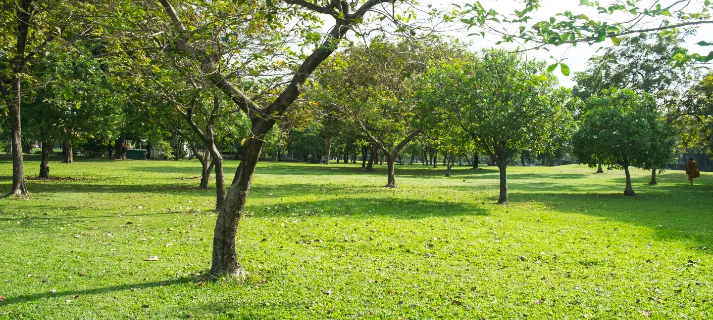 Groene leefomgeving - Park - Groen