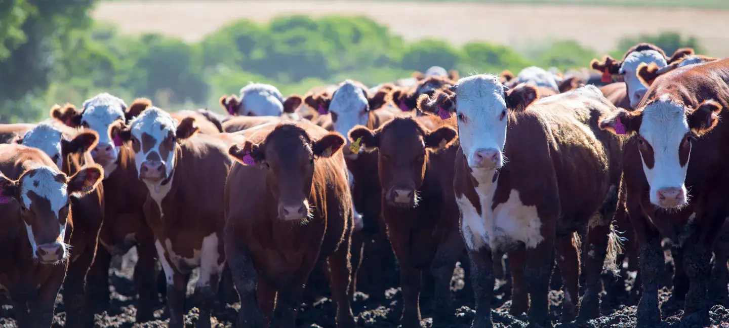 Koeien - Landbouwhuisdieren - Intensieve veehouderij