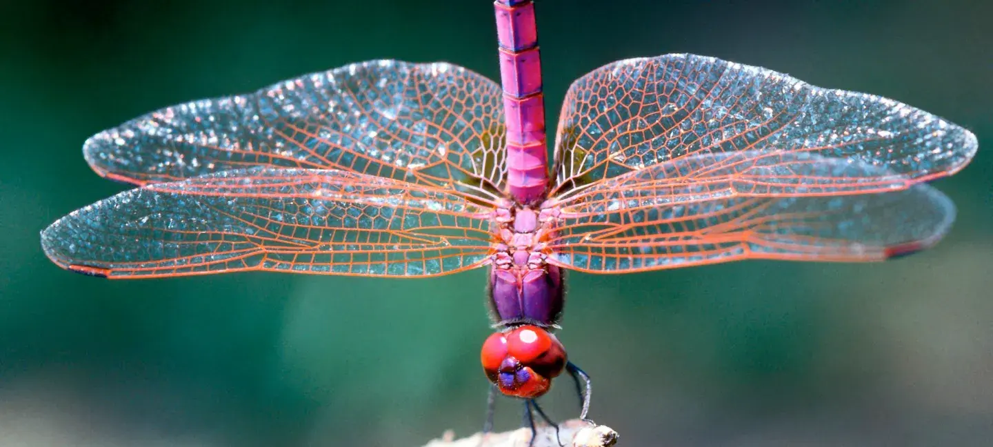 Natuur - Insecten - Libelle