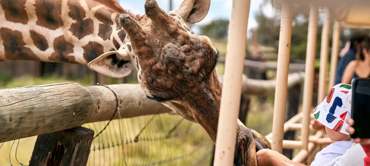 Dierentuin