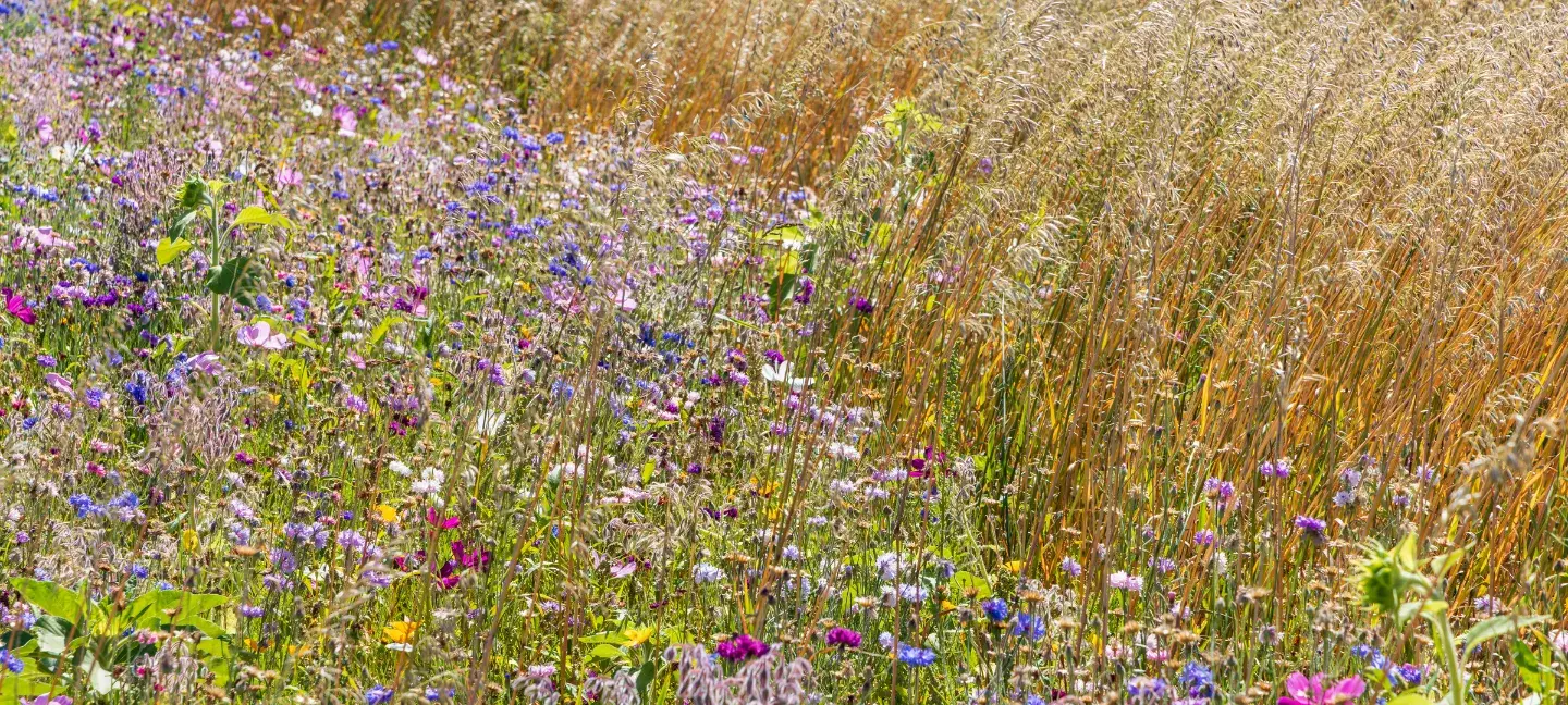 Natuurinclusieve landbouw - Landbouw - Korenbloemen