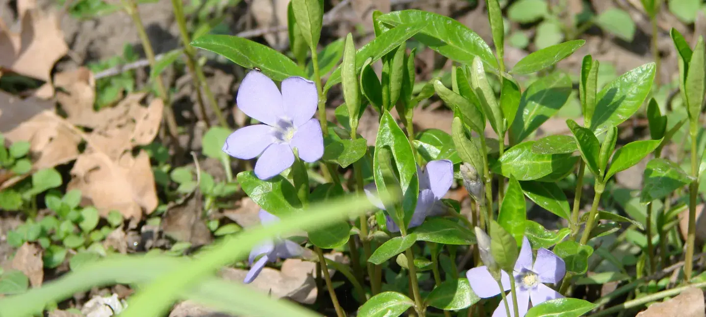 Planten - Flora - Bedreigde soorten - Soortenbescherming