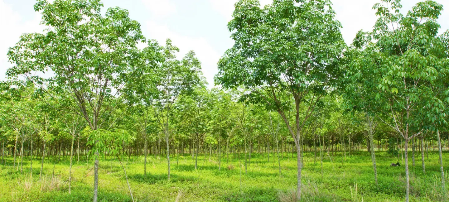 Bos - Agroforestry