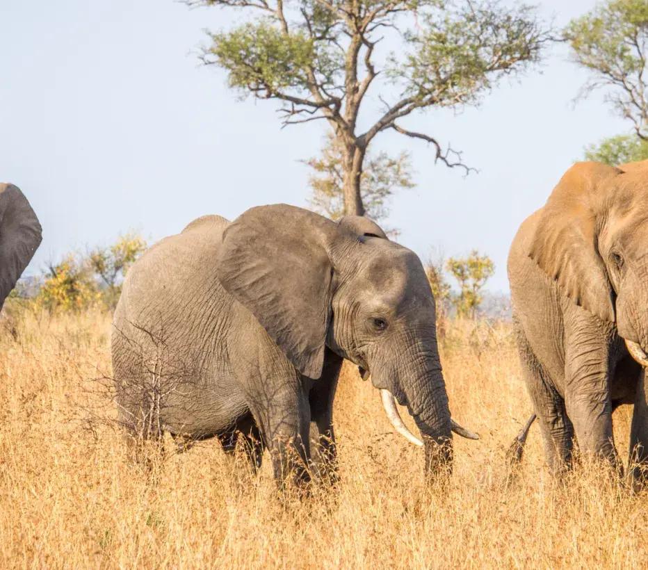 Natuurbescherming Internationaal