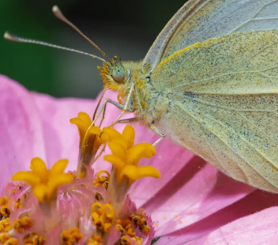 Biodiversiteit - Insecten - Vlinderen - Bloem met vlinder