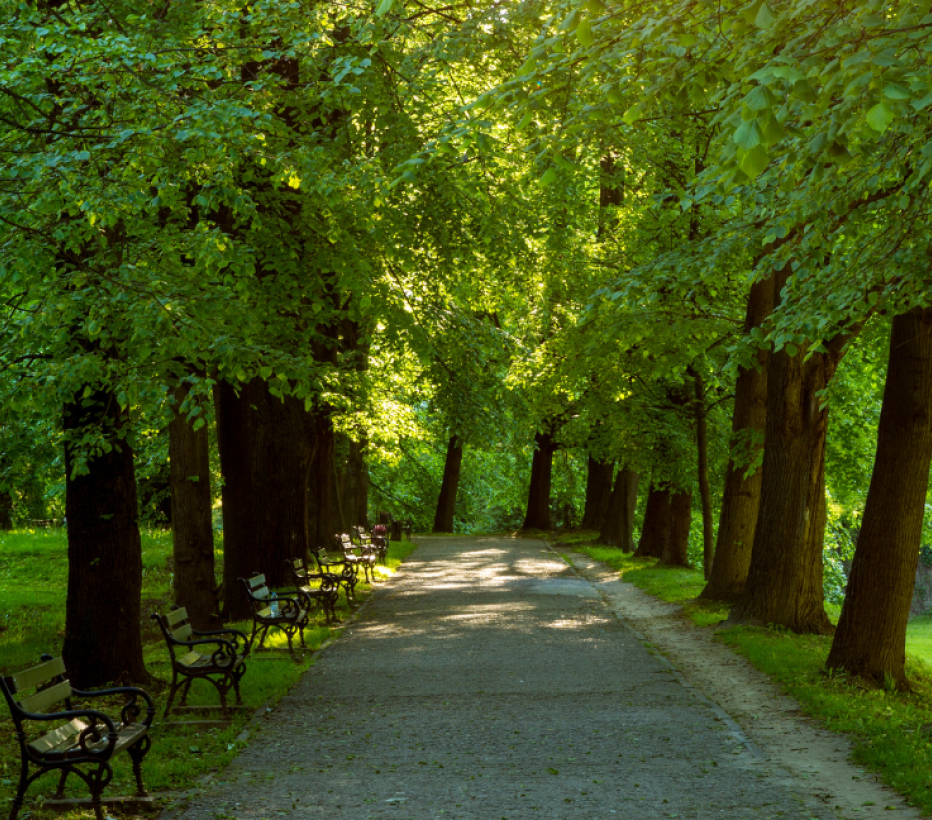 Bos - Stadsbos