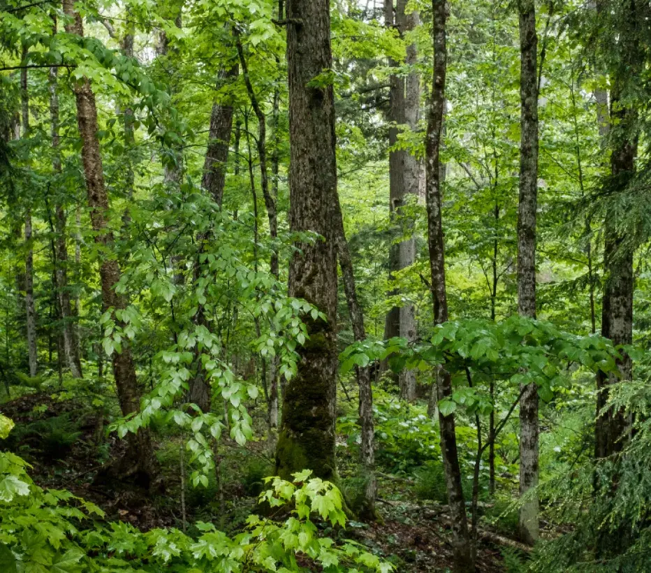 Bos - Woud - Groen - natuur
