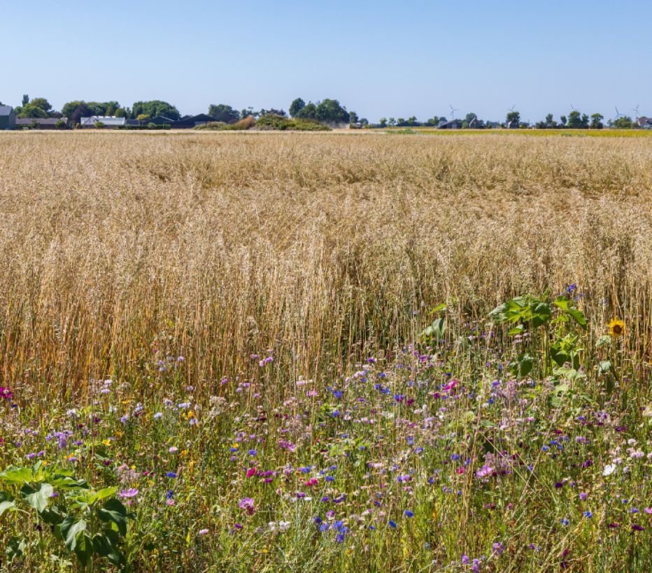 natuurinclusieve landbouw