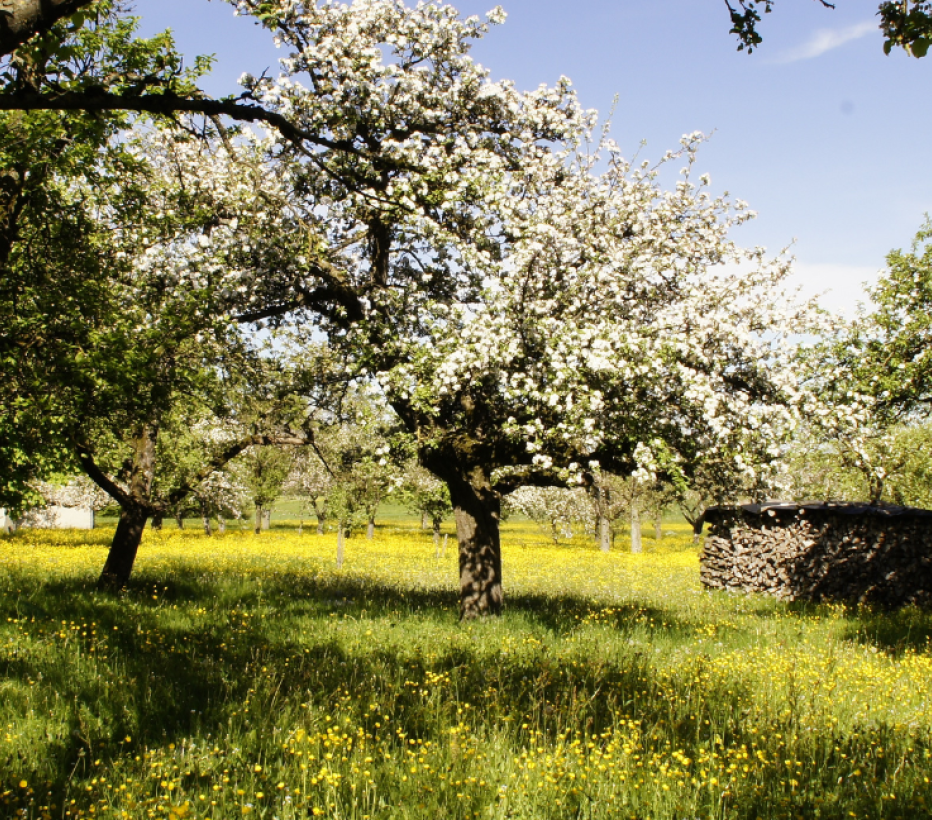 Boomgaard - Appelbomen - Natuurbeheer