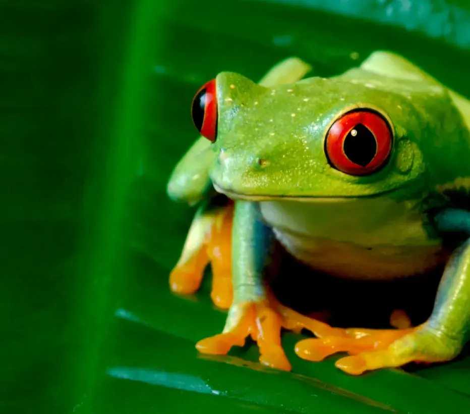 Tropisch regenwoud - Kikker - Natuurbescherming - Natuurbeheer