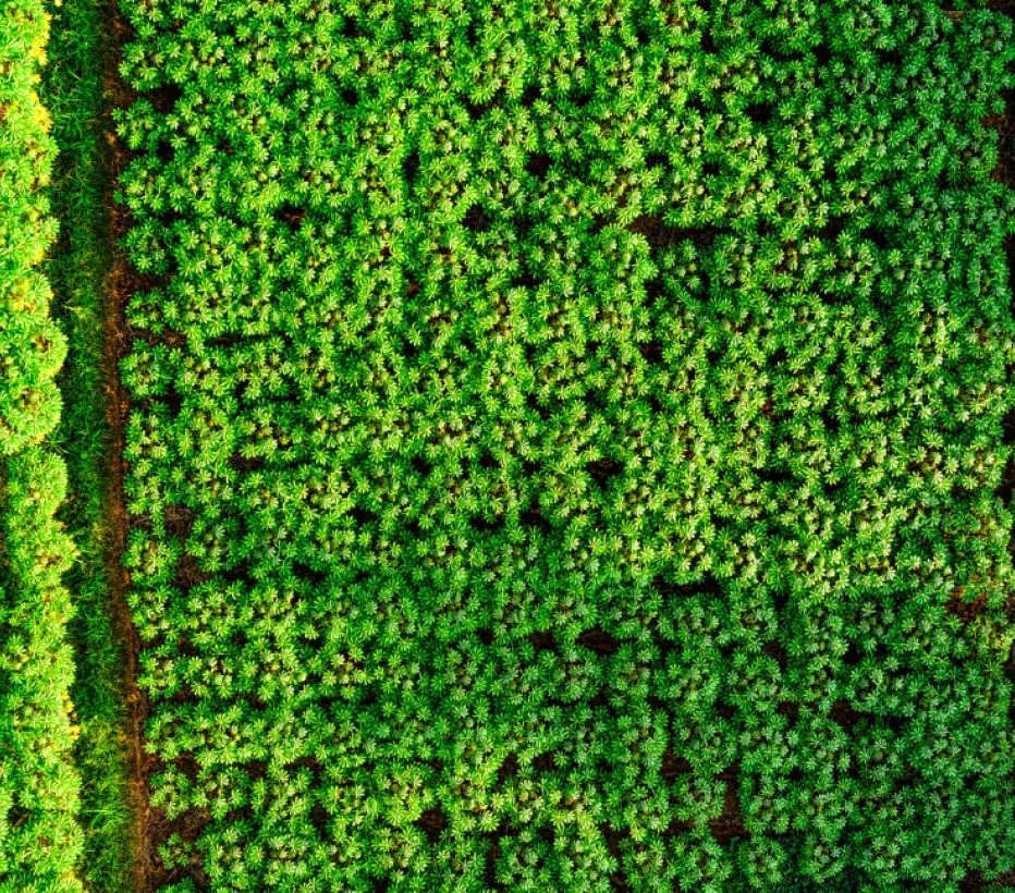 Duurzaamheid -Groen