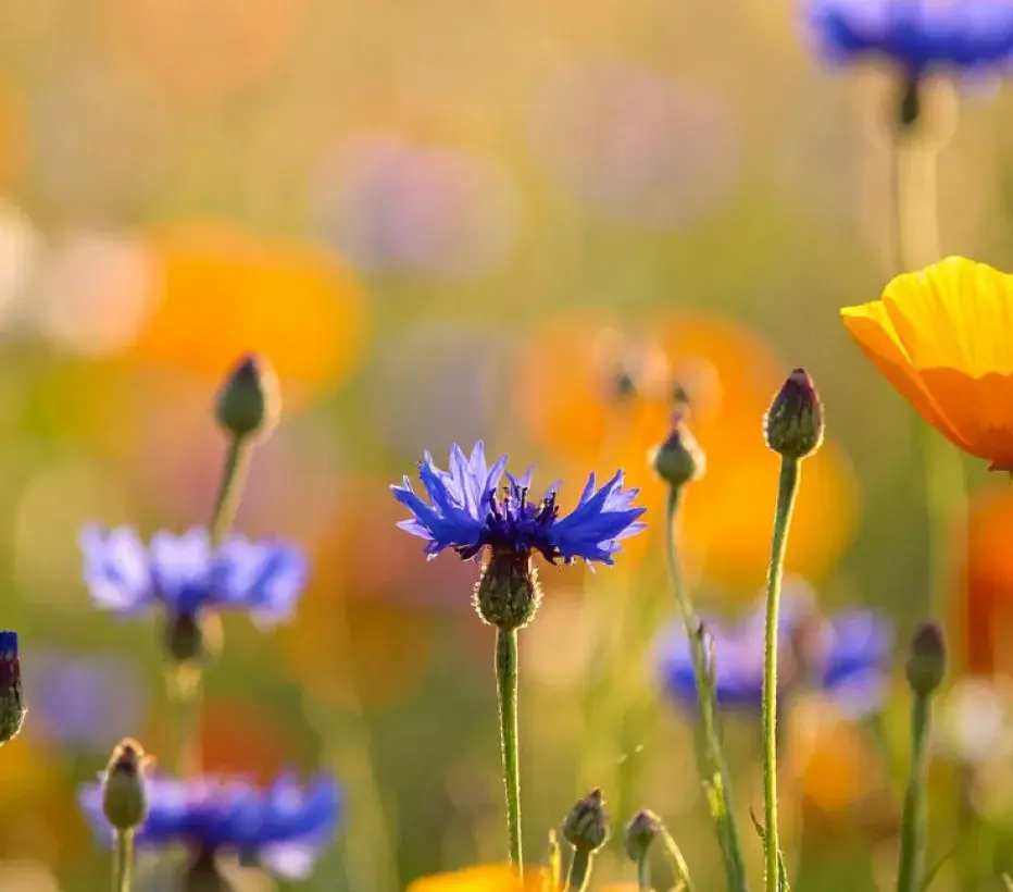 Korenbloemen - Klimaat - Natuur