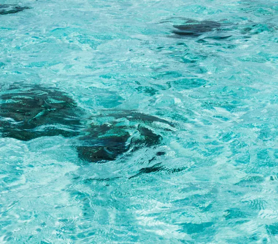 Oceaan - Zee