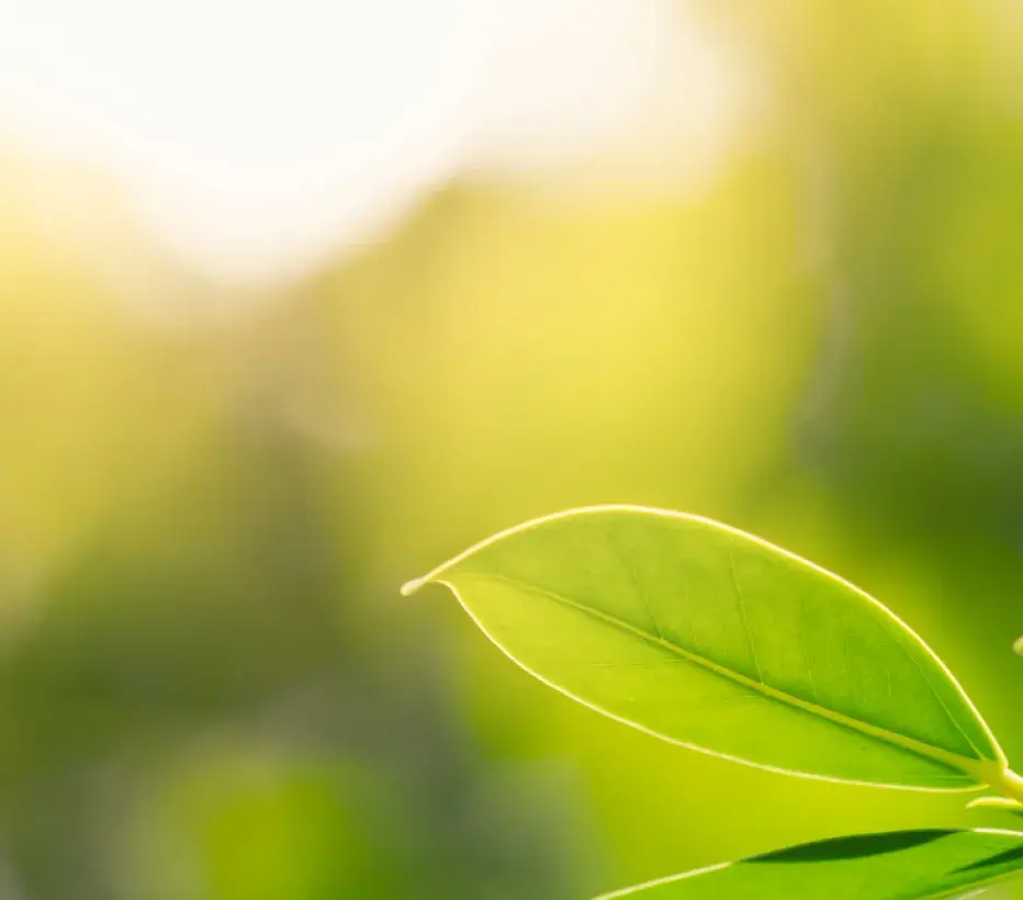 Natuur - Groen - Milieu - Ochtendzon