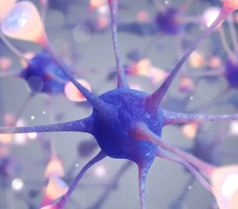 Neurologie - Hersenen