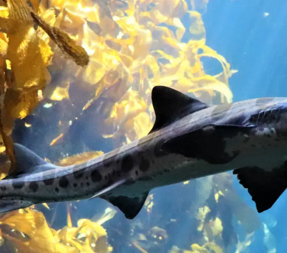 Oceaan - Zee - Zaagvis