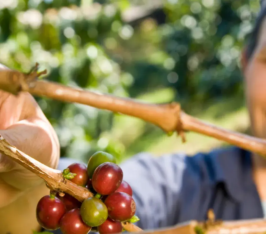 Fair trade - Koffie