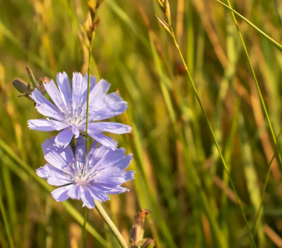 Natuur - Biodiversiteit - Natuurherstel