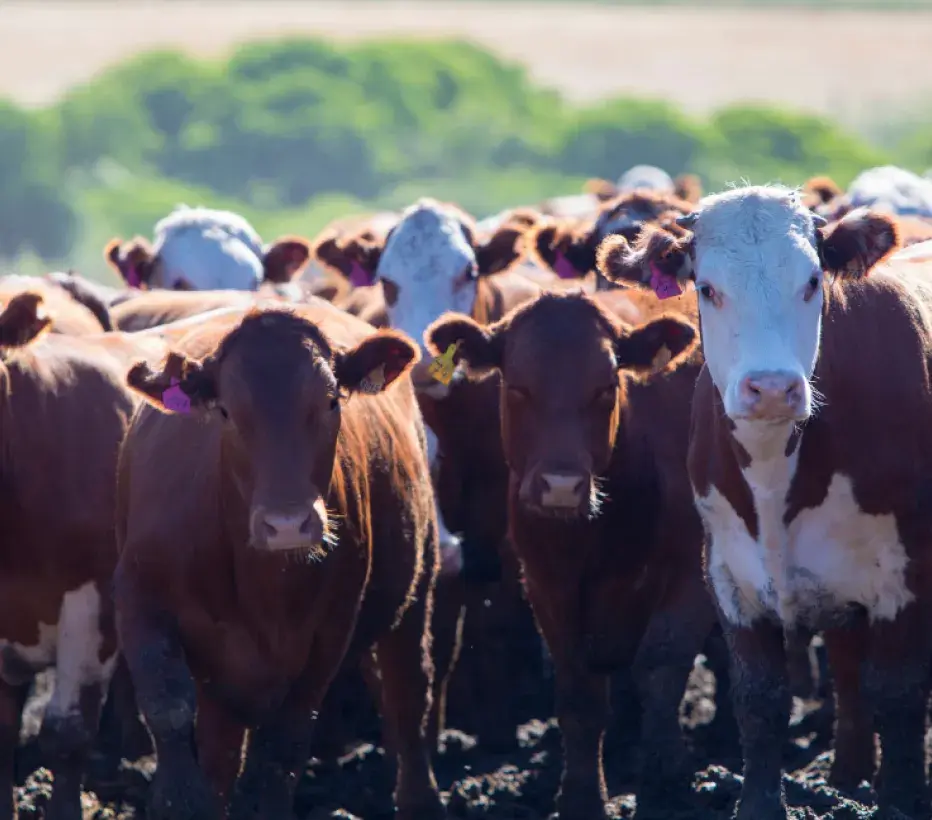 Koeien - Landbouwhuisdieren - Intensieve veehouderij