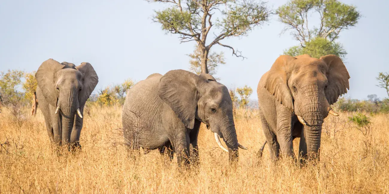 Natuurbescherming Internationaal