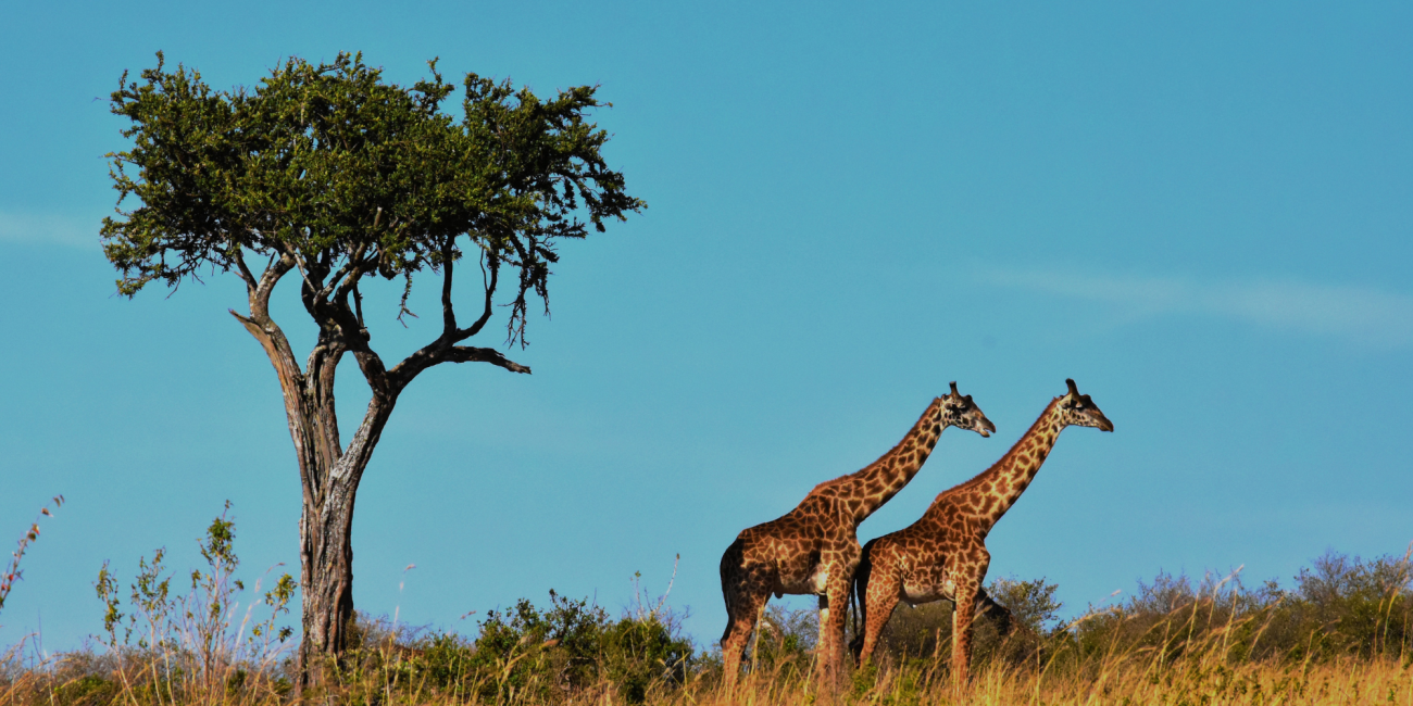 Wildlife - Giraf - Safari