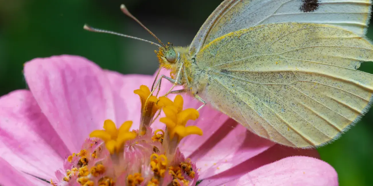 Biodiversiteit - Insecten - Vlinderen - Bloem met vlinder
