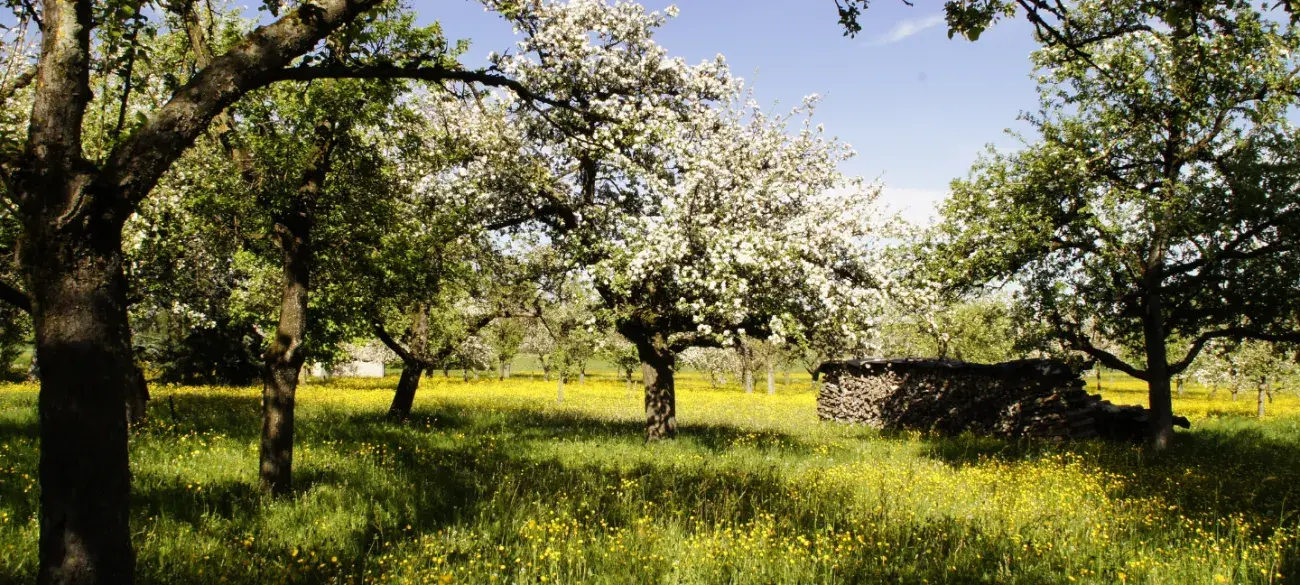 Boomgaard - Appelbomen - Natuurbeheer