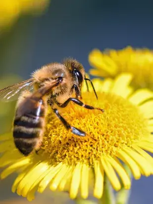 Natuur-bijen