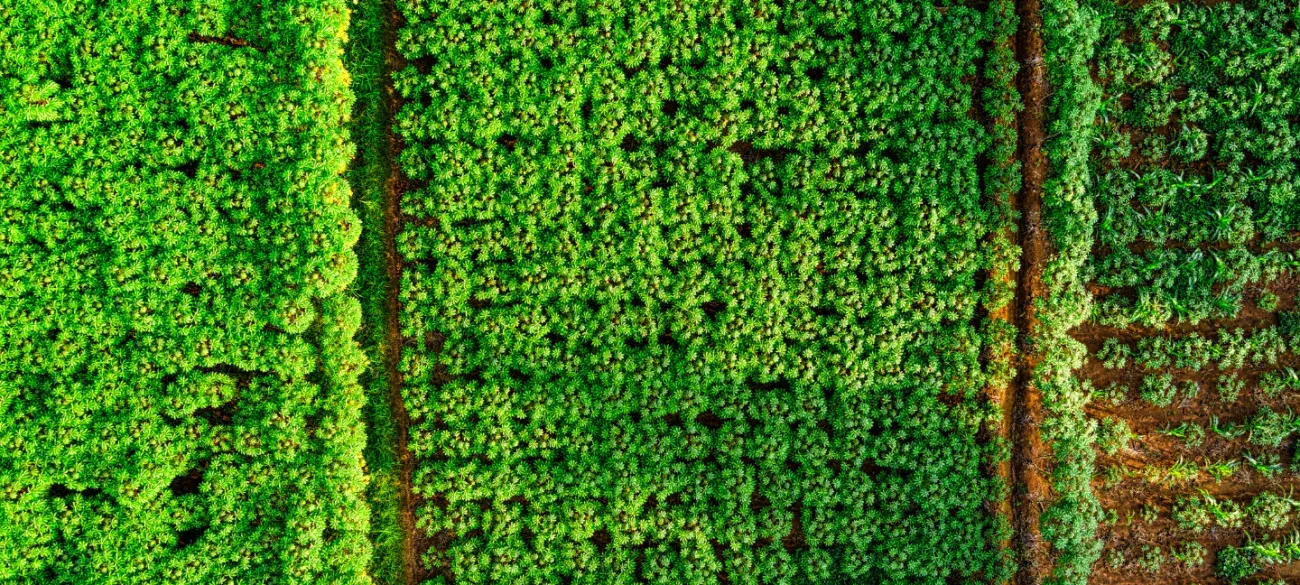 Duurzaamheid -Groen