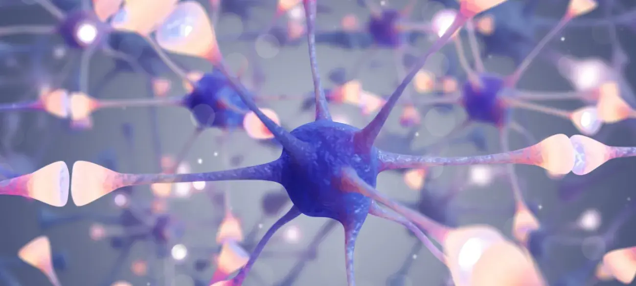 Neurologie - Hersenen