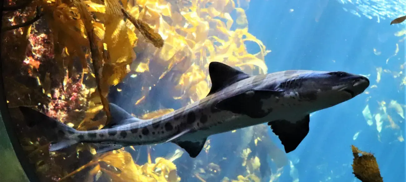 Oceaan - Zee - Zaagvis