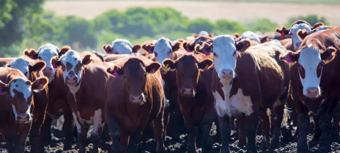 Koeien - Landbouwhuisdieren - Intensieve veehouderij